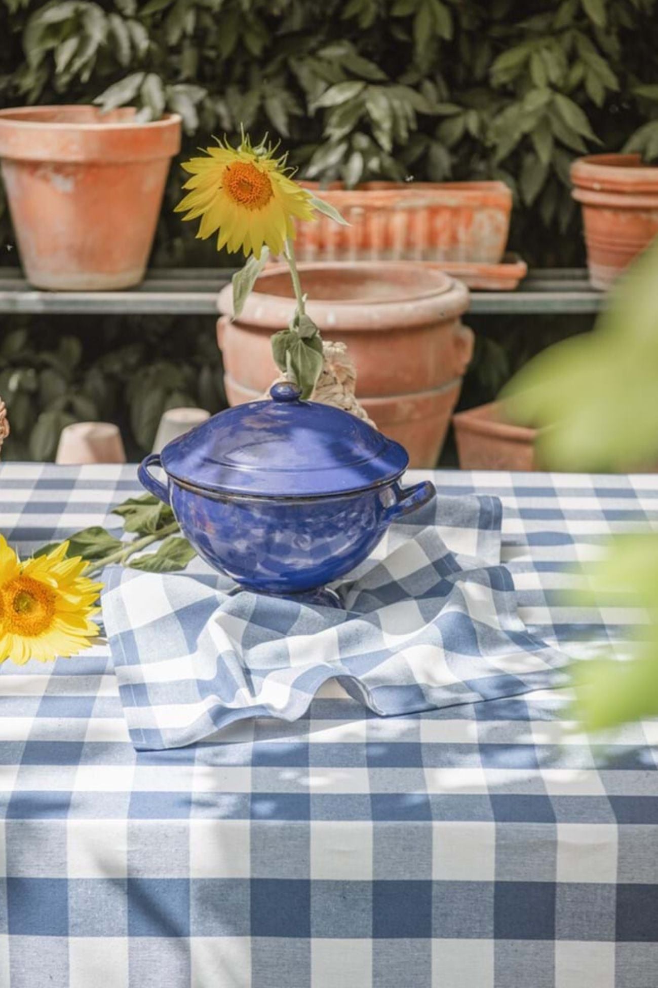 Bolgheri Tovaglia Azzurra