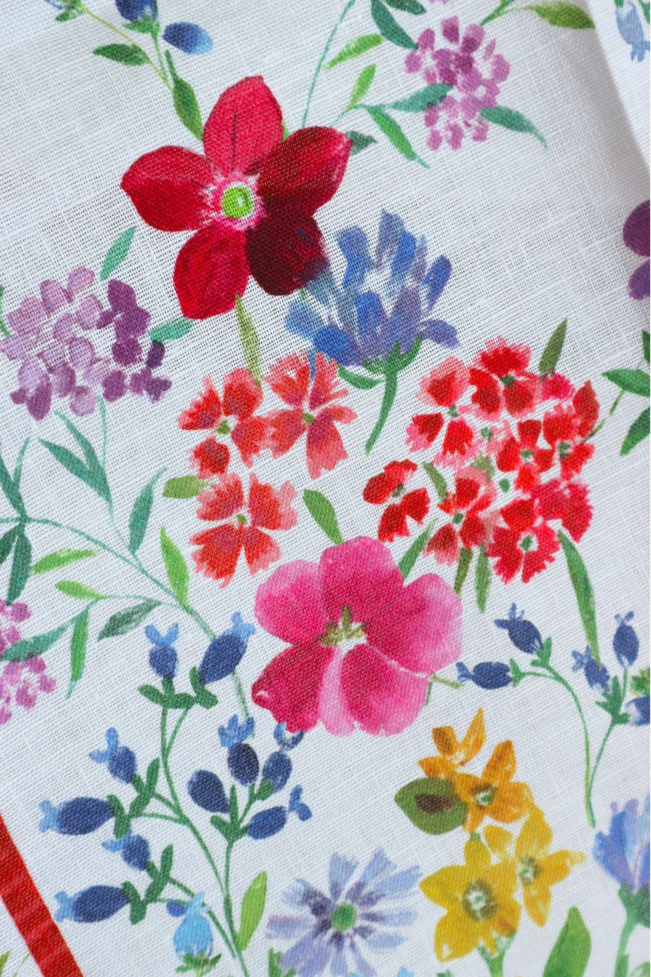 Primula
