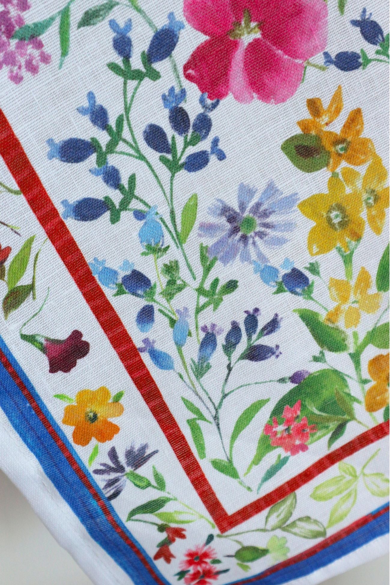 Primula
