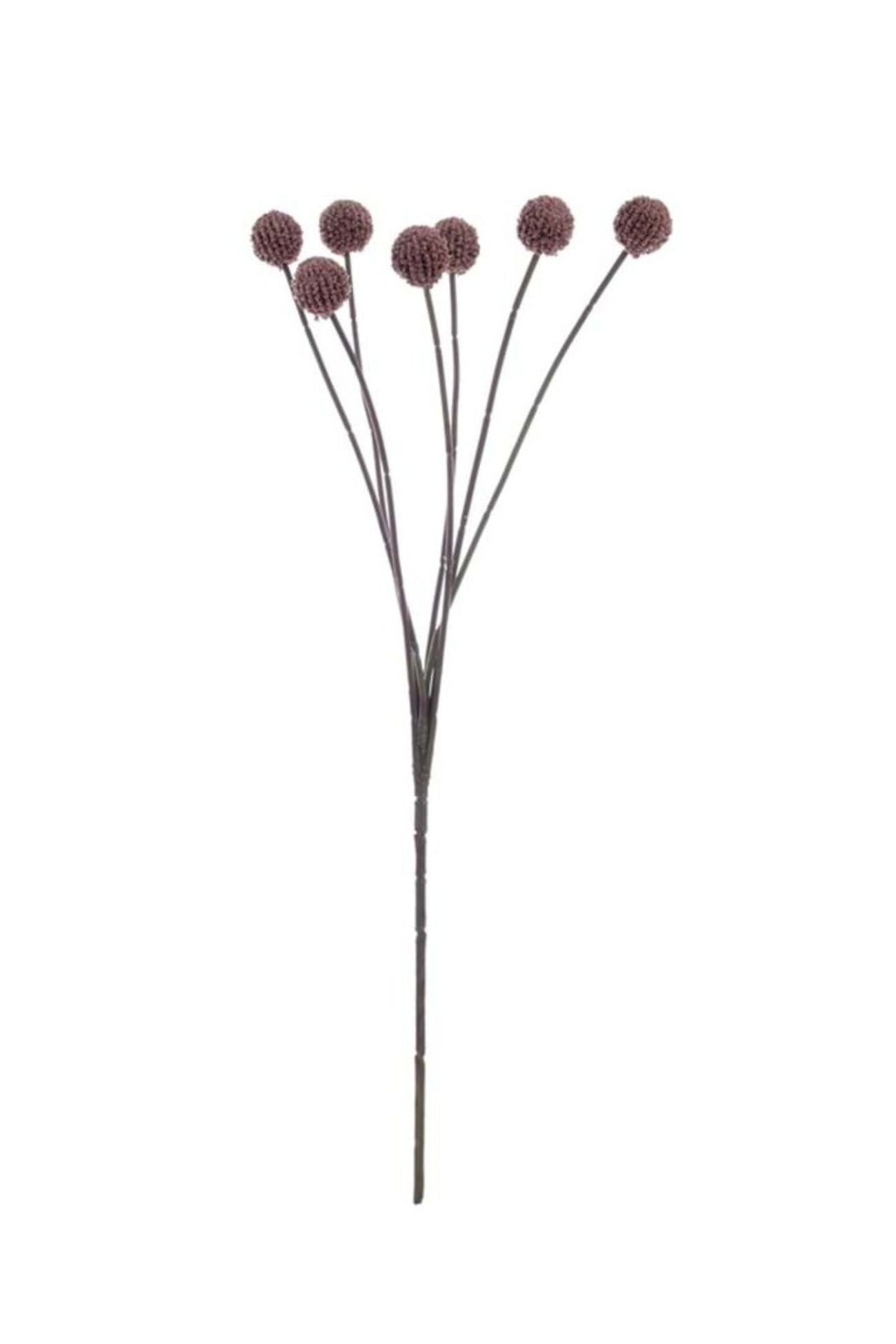 Florilegio Craspedia Bordeaux