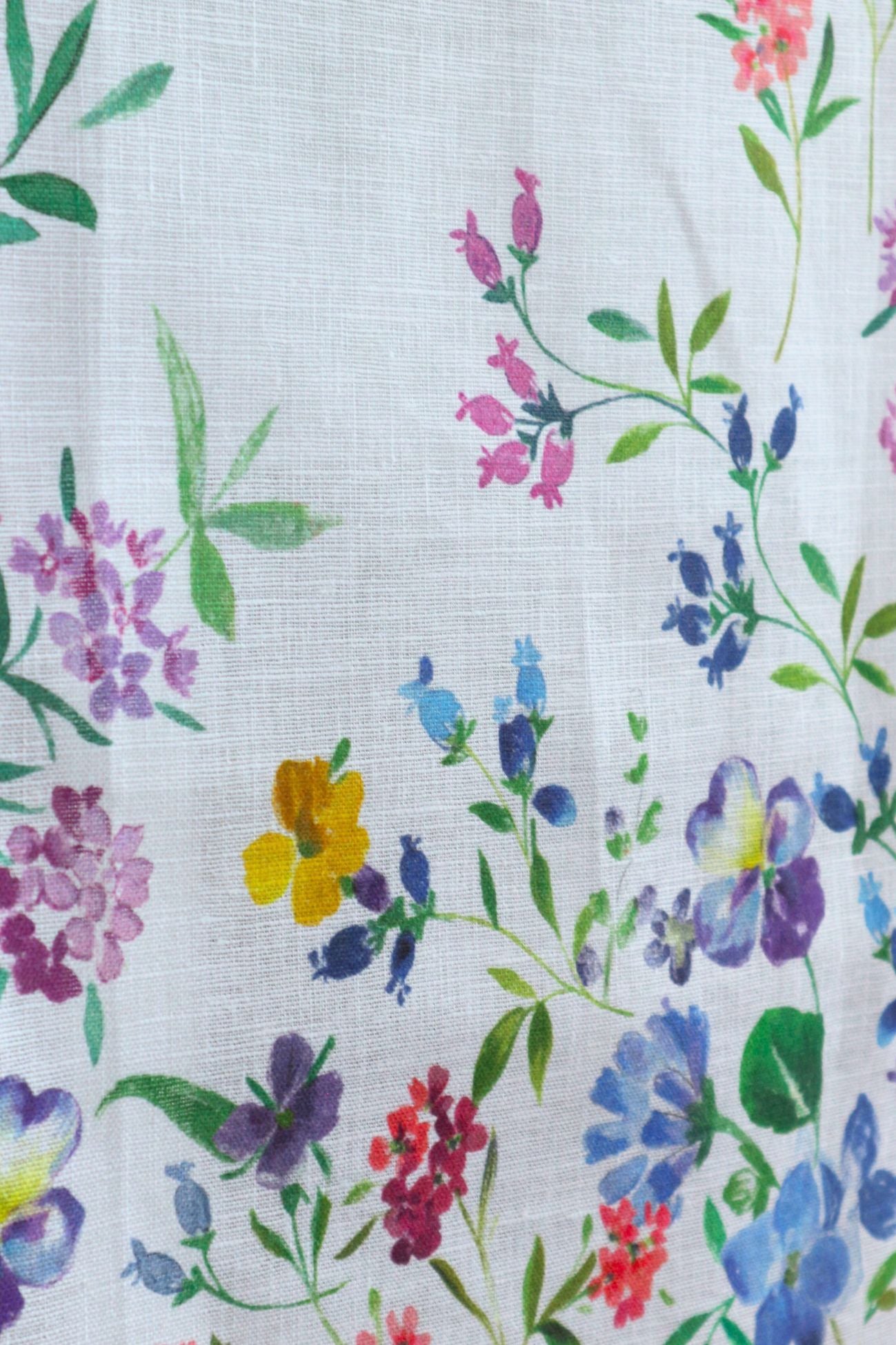 Primula