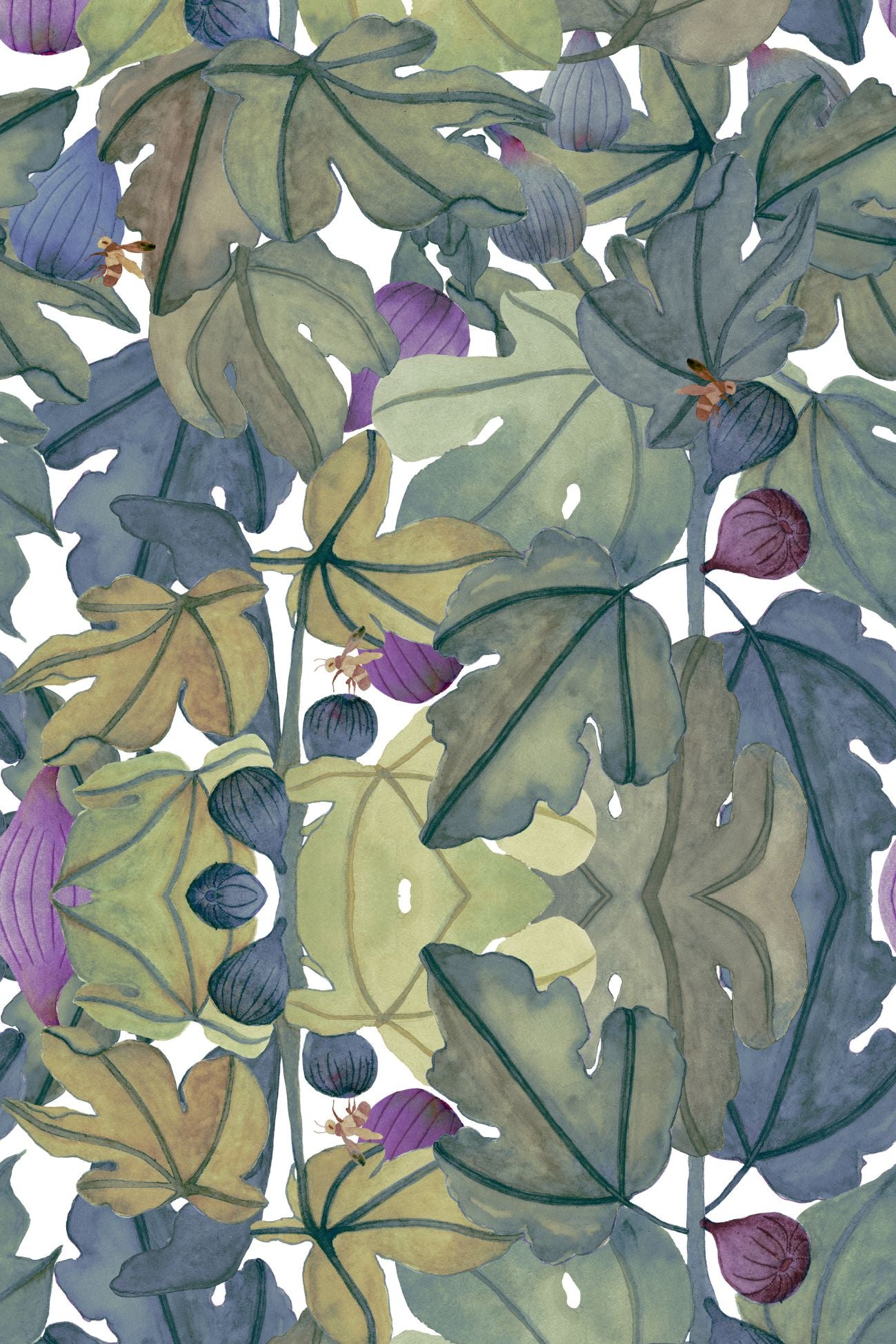Ficus