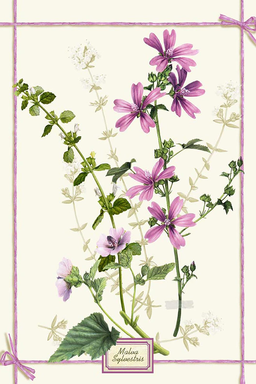 Fragrance Strofinaccio Rosa scontornata