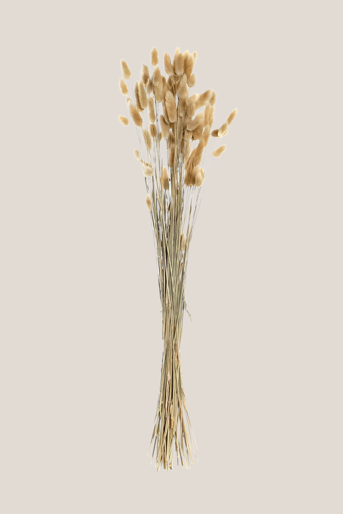 Item International Ivy Mazzo di fiori secchi