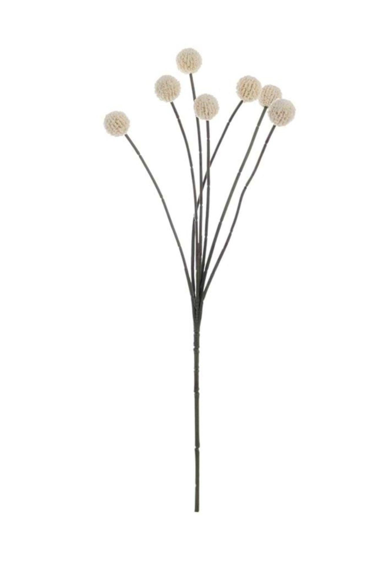 Florilegio Craspedia Bianco