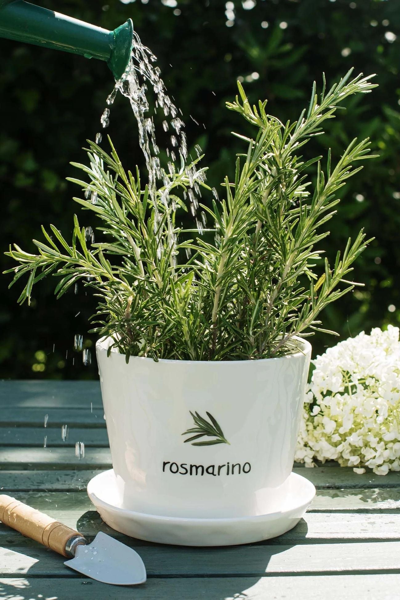 Rosemary