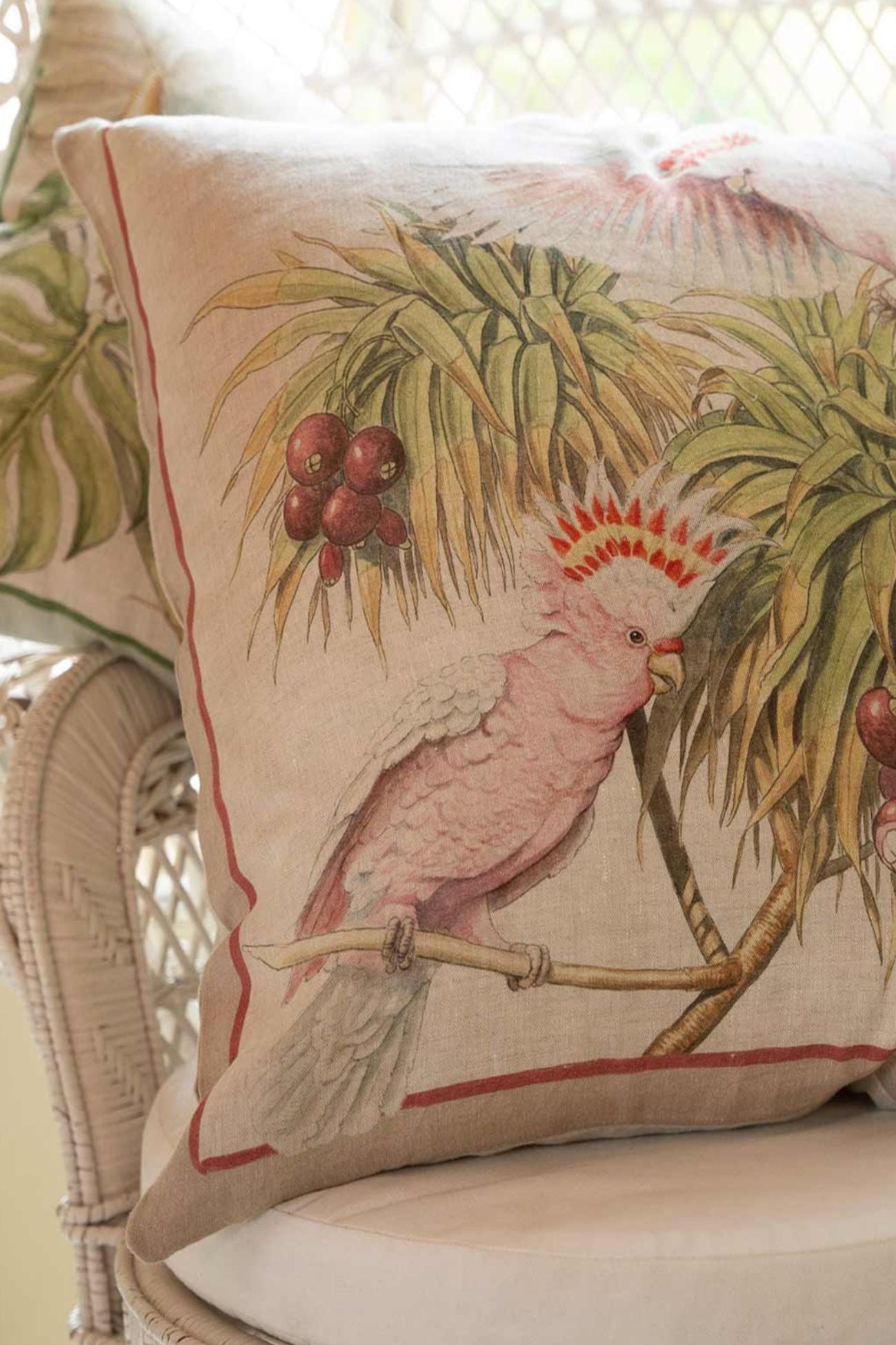 Parrot Federa