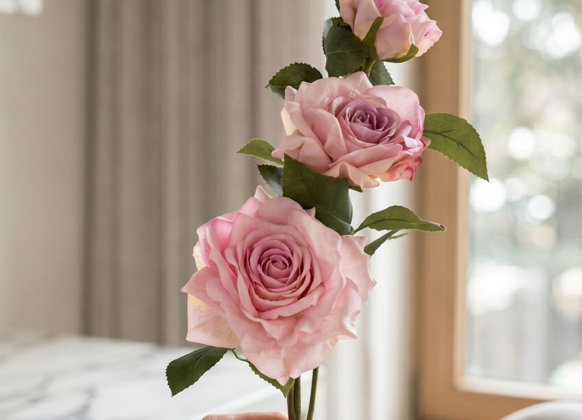 Flowers Rosa Rosa