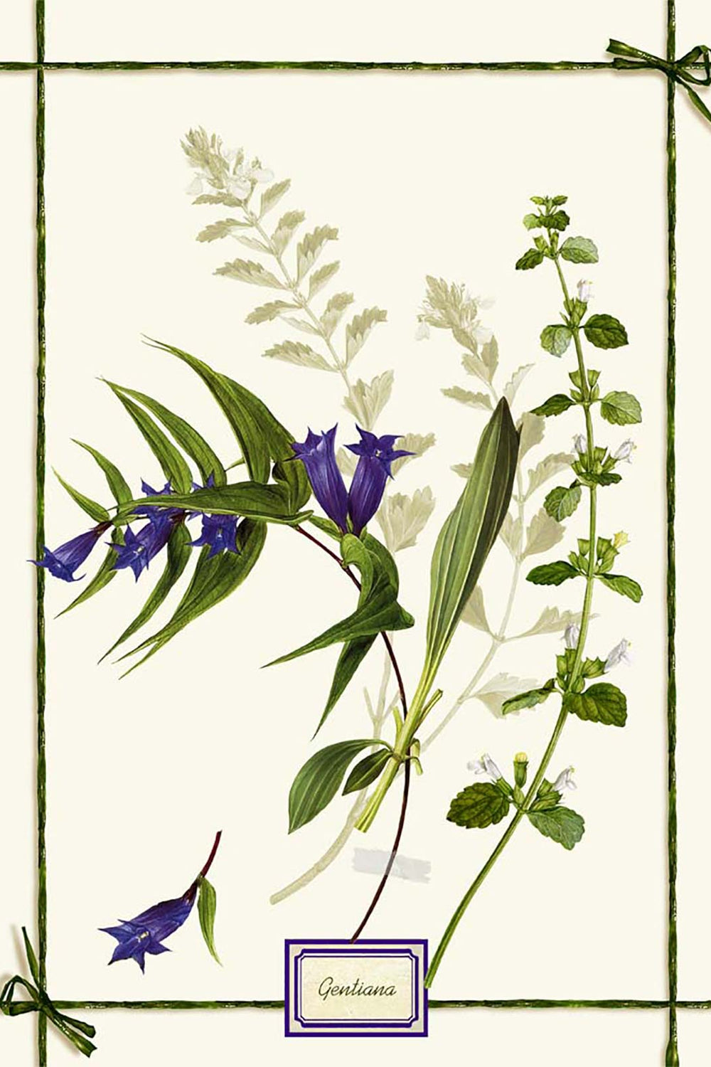 Fragrance Strofinaccio Viola scontornata
