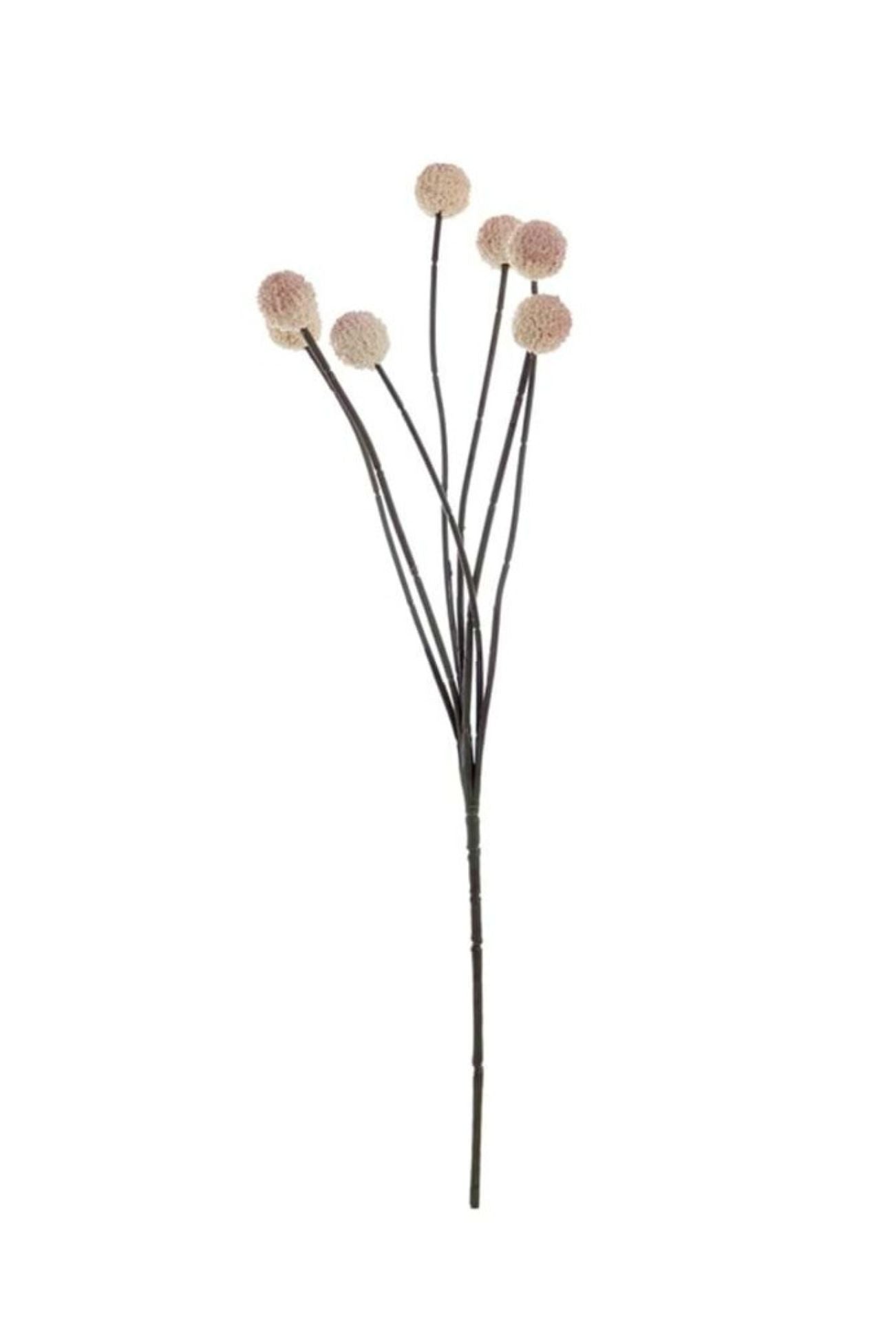 Florilegio Craspedia Rosa